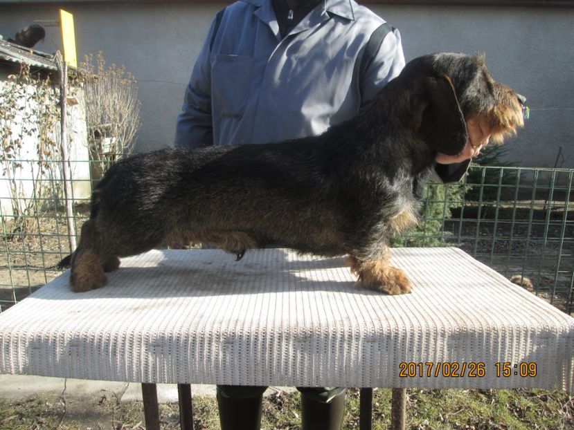  - Teckel cu par sarmos BOCK mascul