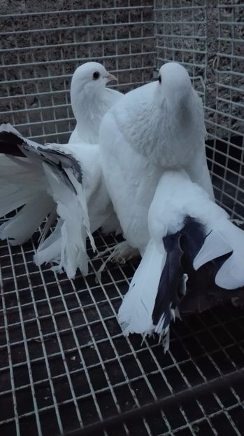  - de vanzare voltati maghiari incaltati