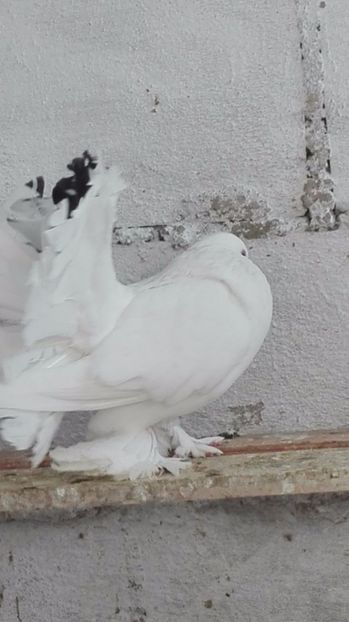  - de vanzare voltati maghiari incaltati