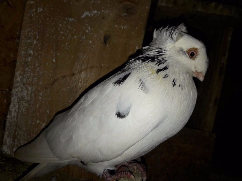 Mascul - Jucatori de Ardeal