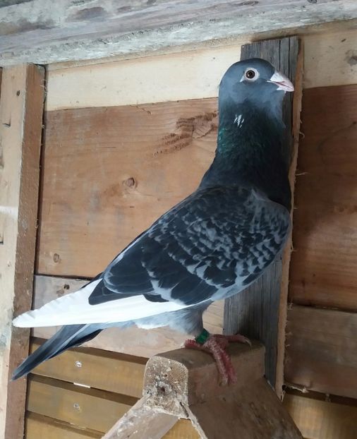 F 2016 DV - Plonjori de Adana