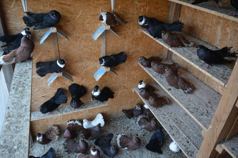 cativa dintre ei - Negri trenati de Bucuresti