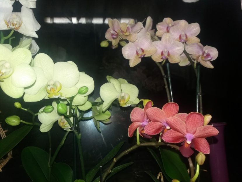  - Orhidee