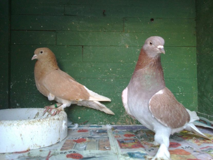  - AAABBC_DE VANZARE-PORUMBEI