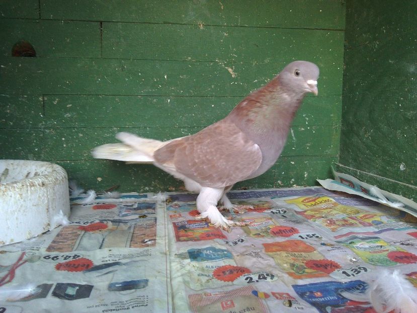  - AAABBC_DE VANZARE-PORUMBEI