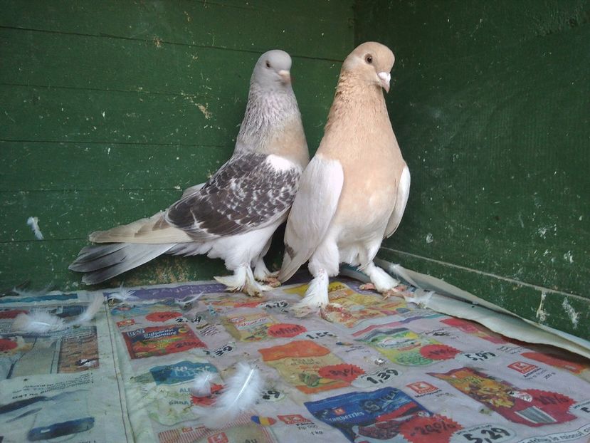 VANDUTI - AAABBC_DE VANZARE-PORUMBEI