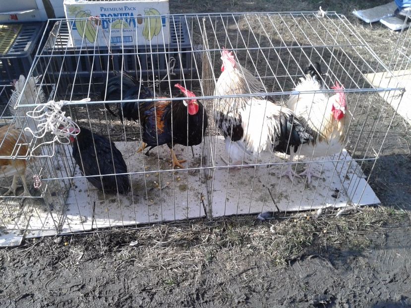 Fotografie0087 - 18 --- targ pancevo serbia 26 02 2017