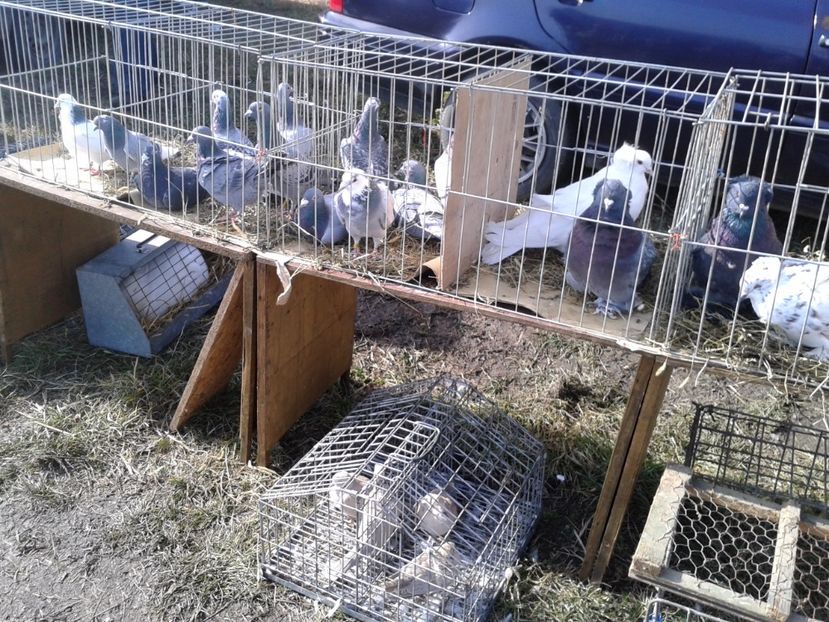 Fotografie0100 - 18 --- targ pancevo serbia 26 02 2017