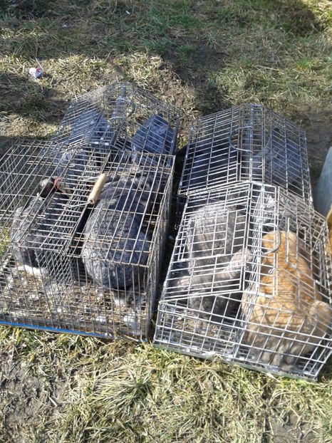 Fotografie0101 - 18 --- targ pancevo serbia 26 02 2017