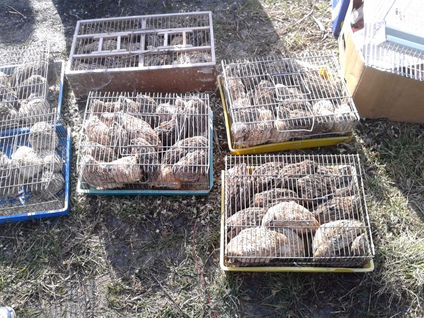 Fotografie0117 - 18 --- targ pancevo serbia 26 02 2017