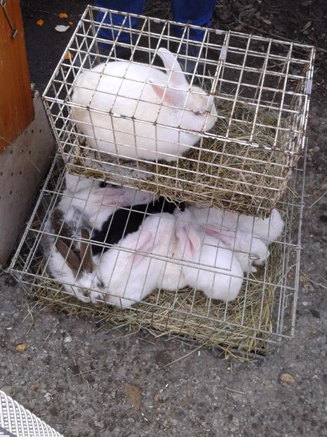 Fotografie0118 - 18 --- targ pancevo serbia 26 02 2017