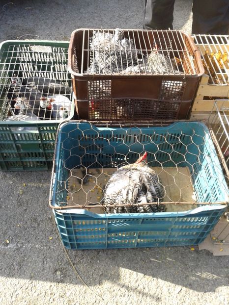 Fotografie0122 - 18 --- targ pancevo serbia 26 02 2017