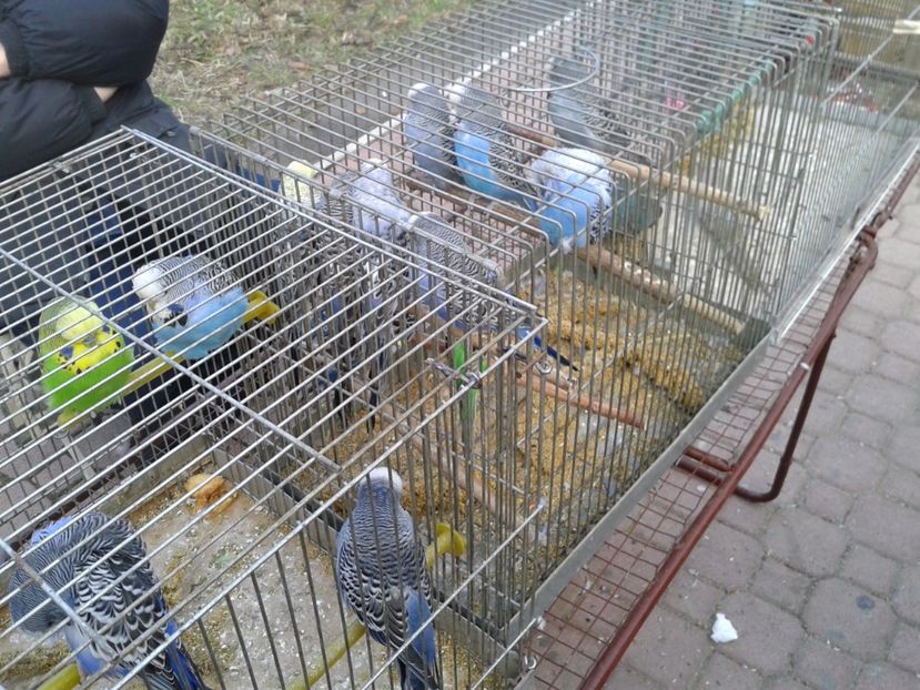 Fotografie0128 - 18 --- targ pancevo serbia 26 02 2017