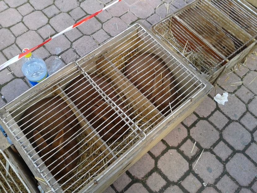 Fotografie0131 - 18 --- targ pancevo serbia 26 02 2017