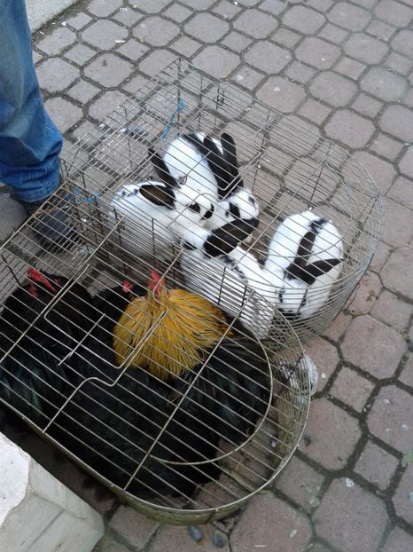 Fotografie0134 - 18 --- targ pancevo serbia 26 02 2017