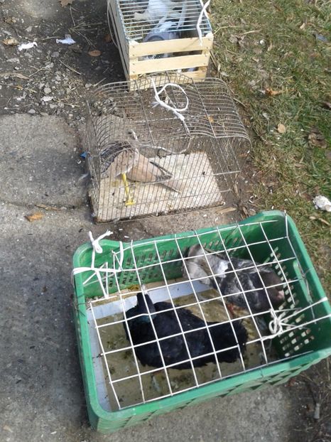 Fotografie0137 - 18 --- targ pancevo serbia 26 02 2017