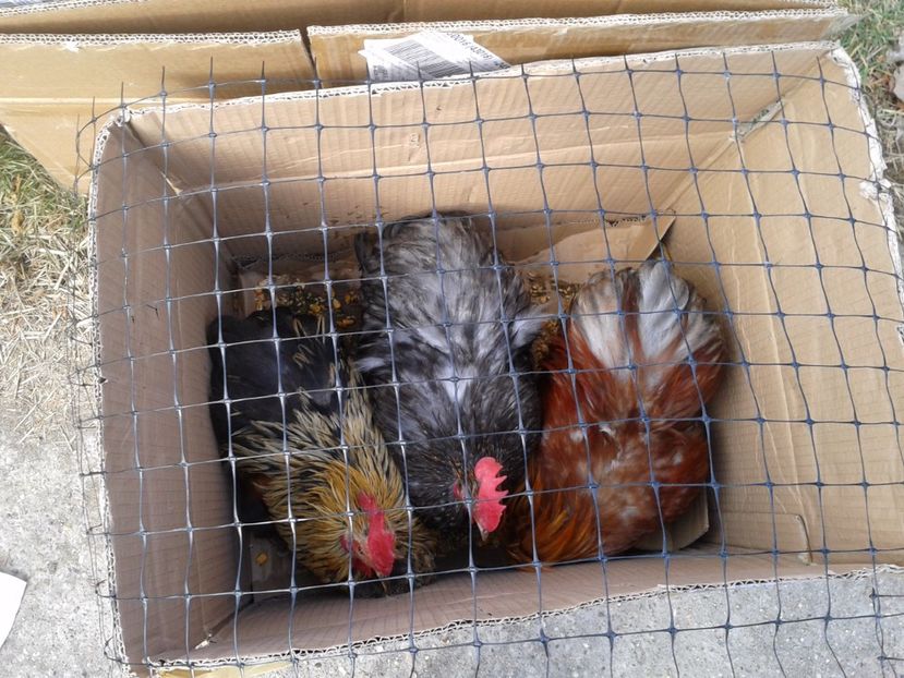 Fotografie0141 - 18 --- targ pancevo serbia 26 02 2017