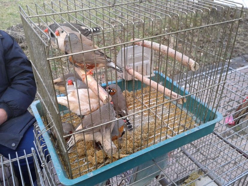 Fotografie0142 - 18 --- targ pancevo serbia 26 02 2017