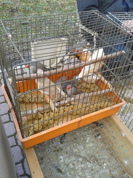 Fotografie0143 - 18 --- targ pancevo serbia 26 02 2017