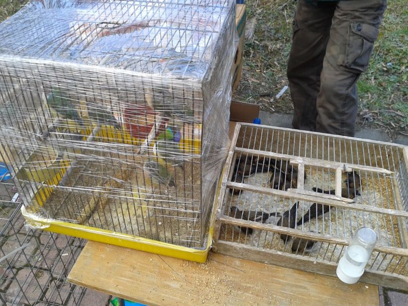 Fotografie0144 - 18 --- targ pancevo serbia 26 02 2017