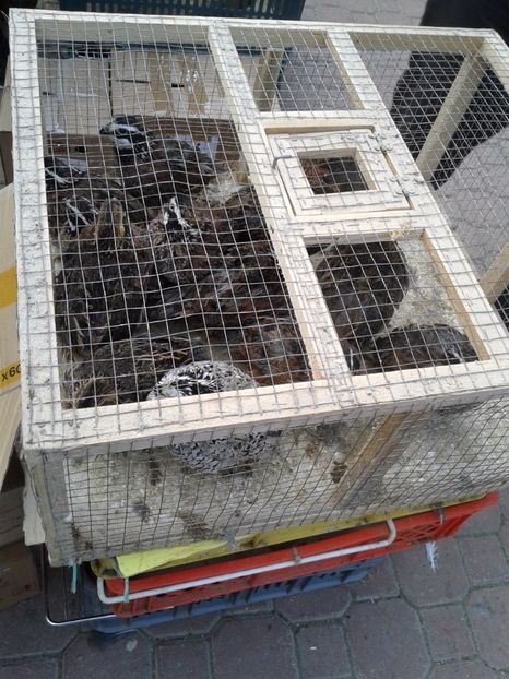 Fotografie0146 - 18 --- targ pancevo serbia 26 02 2017