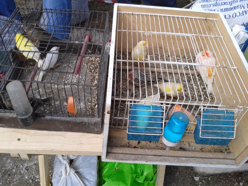 Fotografie0149 - 18 --- targ pancevo serbia 26 02 2017