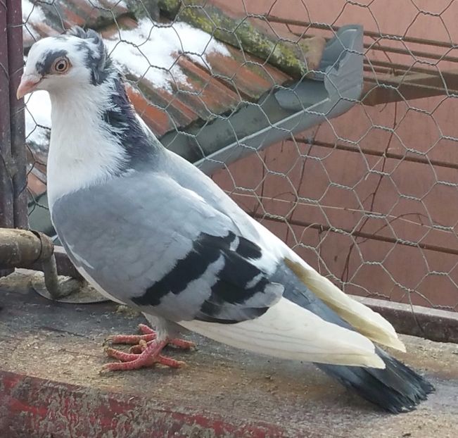 Dat in Suceava la Ovidiu - D- Porumbei JUCATORI DE GALATI VANDUTI Album 3