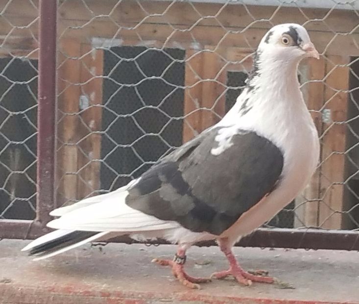 Dat in Suceava la Ovidiu - D- Porumbei JUCATORI DE GALATI VANDUTI Album 3