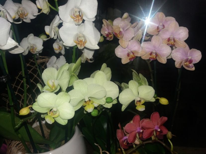  - Orhidee