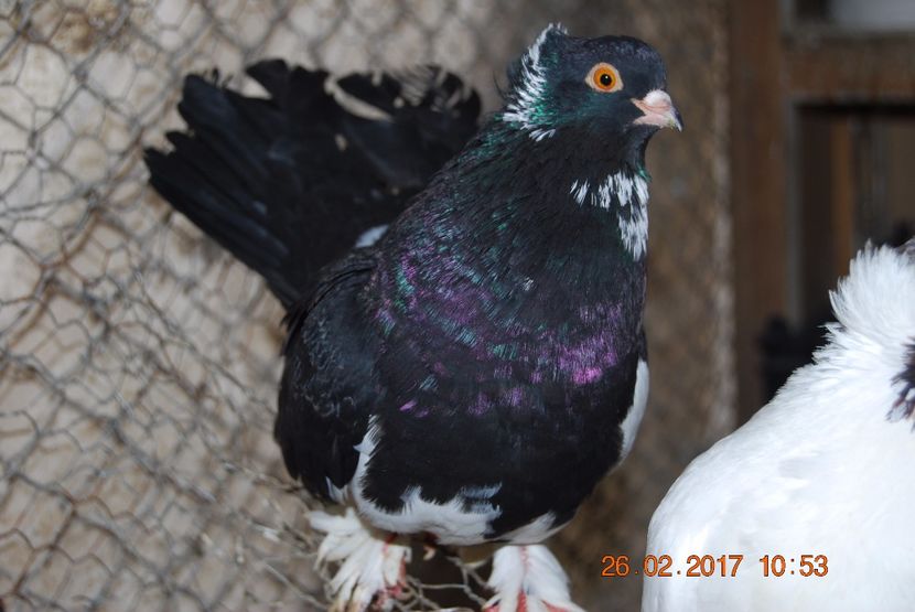  - JUCATORI DE ROSTOV