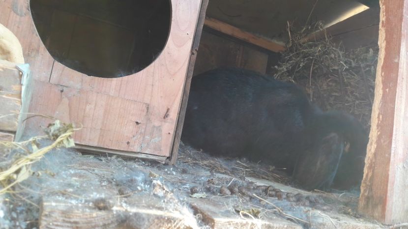 Femela Neagra - Cuib 24 02 2017