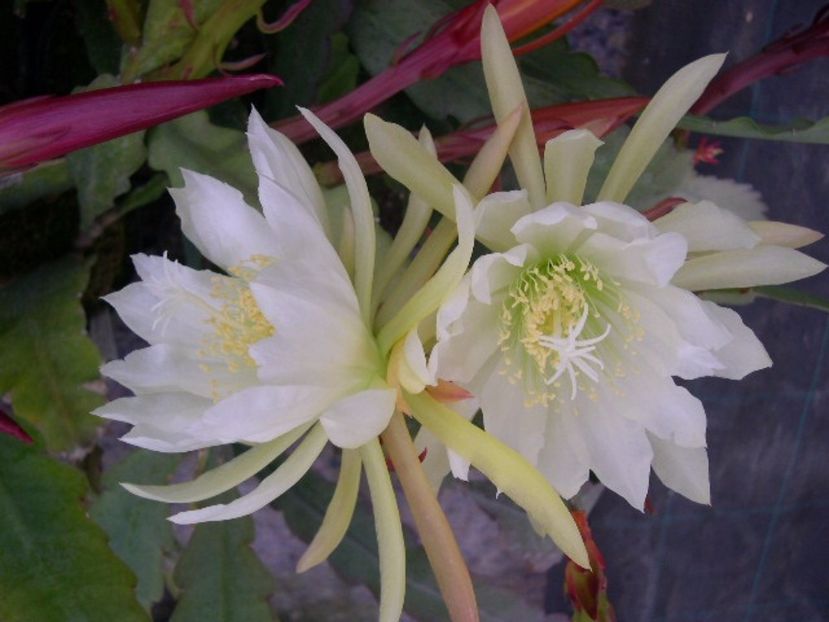 Epiphyllum anguliger seminte - ACASA-De vinzare-Flori-Arbusti-Seminte 2017