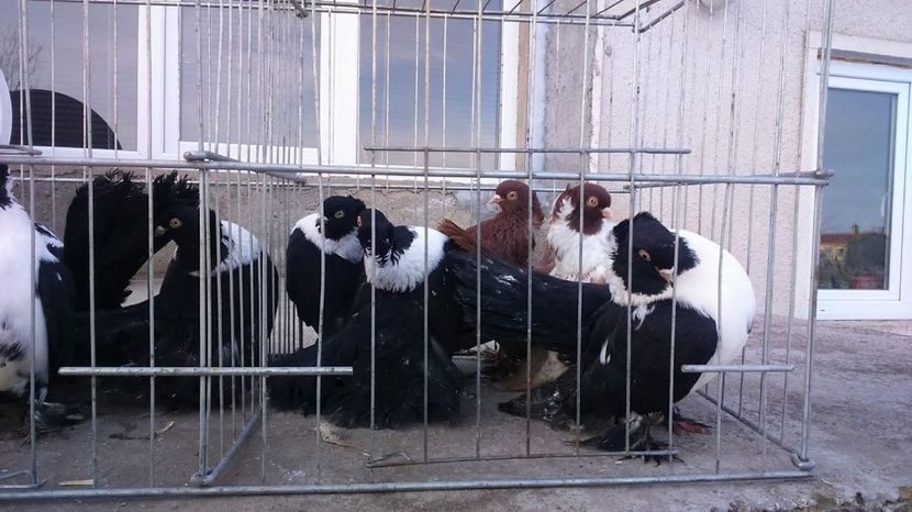 received_10208607730774473 - Rostov Whitebreasted