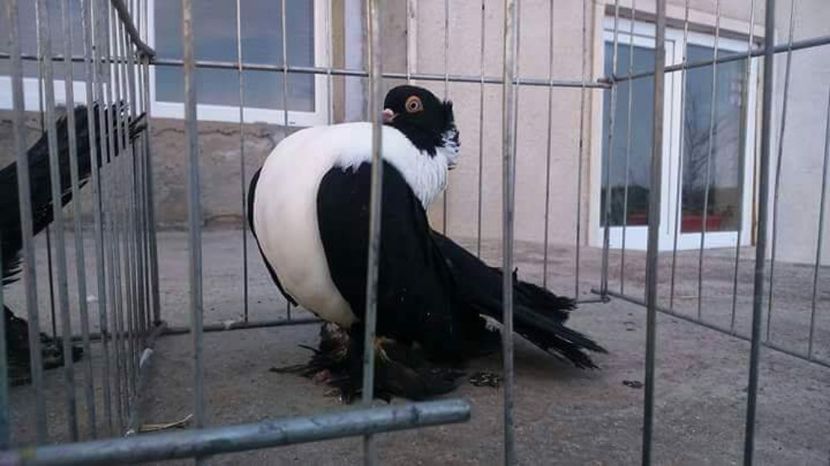 received_1396530743744360 - De Vanzare