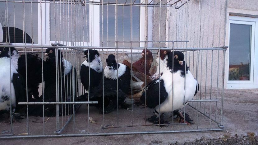 received_10208597908848931 - De Vanzare