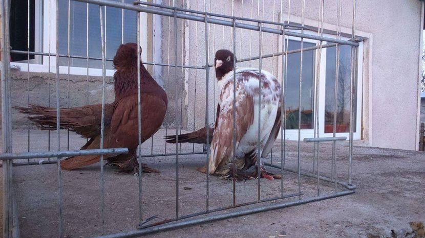 received_10208597909048936 - De Vanzare