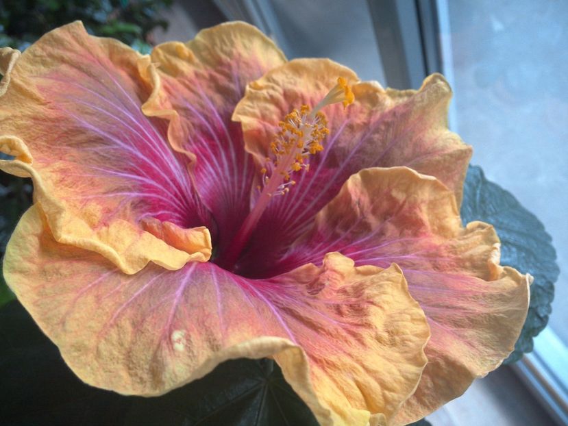 WIN_20170227_095525 - Jolanda Gommer