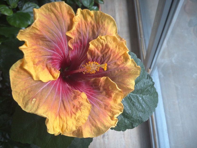 WIN_20170227_095654 - Jolanda Gommer