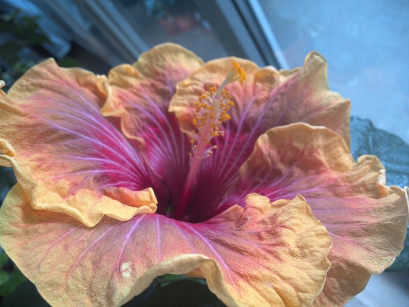 WIN_20170227_095750 - Jolanda Gommer