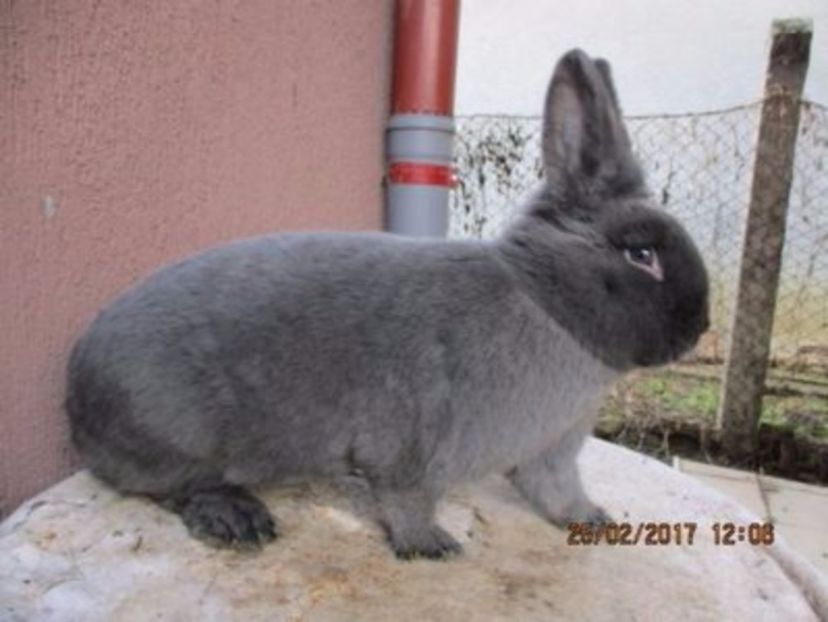 RO25-7625 - X ARHIVA IEPURI CE AM AVUT