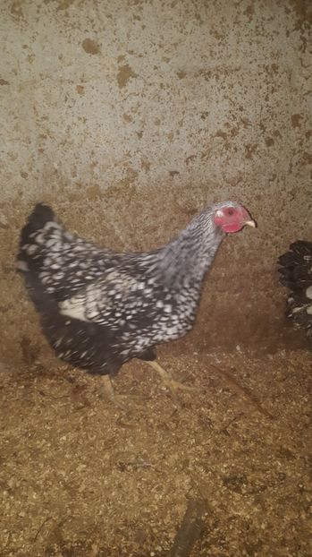 1 - Wyandotte Argintiu