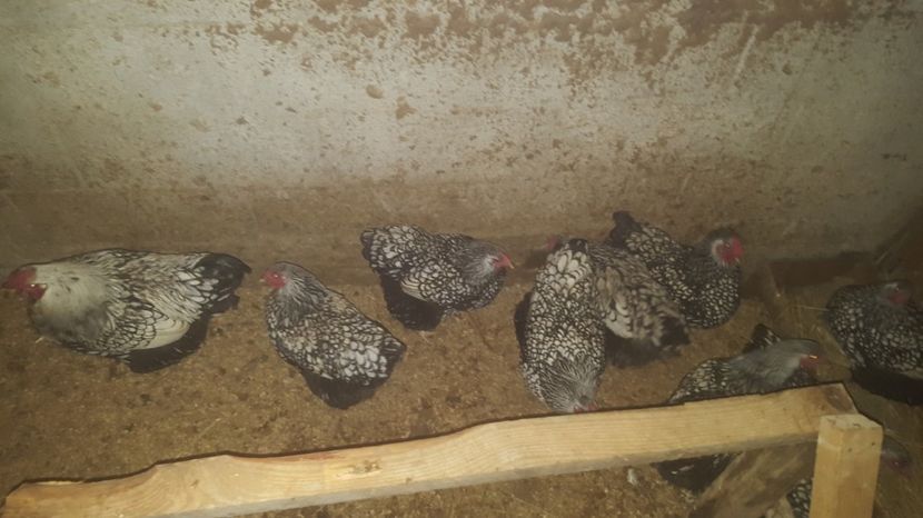 R - Wyandotte Argintiu