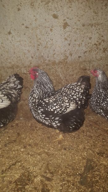 5 - Wyandotte Argintiu