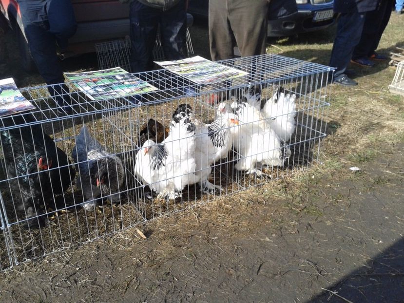 Fotografie0083 - 18 --- targ pancevo serbia 26 02 2017