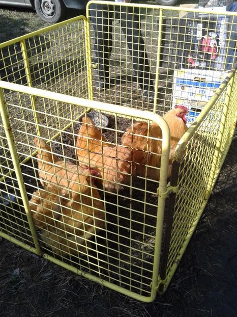 Fotografie0089 - 18 --- targ pancevo serbia 26 02 2017