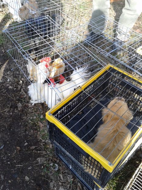 Fotografie0091 - 18 --- targ pancevo serbia 26 02 2017