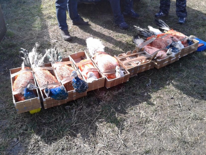 Fotografie0092 - 18 --- targ pancevo serbia 26 02 2017