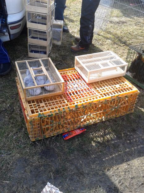 Fotografie0093 - 18 --- targ pancevo serbia 26 02 2017