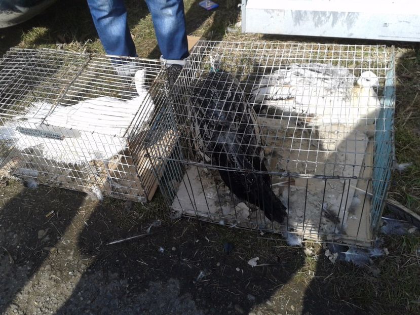 Fotografie0094 - 18 --- targ pancevo serbia 26 02 2017