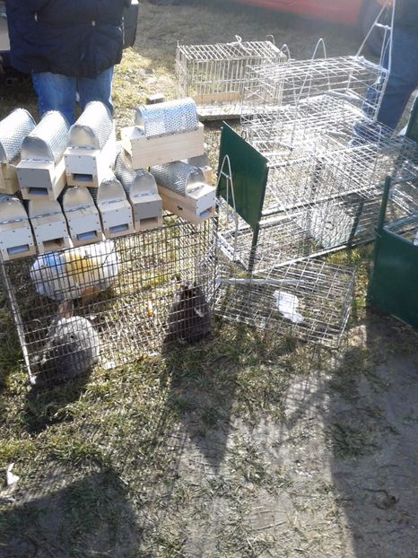 Fotografie0095 - 18 --- targ pancevo serbia 26 02 2017